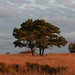 Sanford Sharp Photo 9