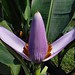 Lily Adams Photo 5