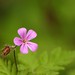 Robert Herb Photo 6