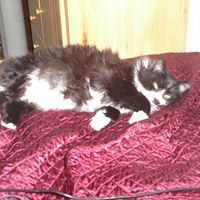 Sandra Ashcraft Photo 4