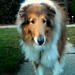 Tim Collie Photo 4