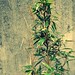 Carla Plant Photo 6