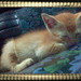 Mimi Vang Photo 10