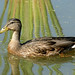 Jean Canard Photo 1