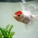Larry Fish Photo 7