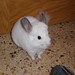 Blanca Chinchilla Photo 5