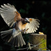 Jay Land Photo 3