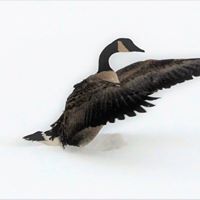 Joel Carlson Photo 32