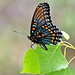 Ron Prescott Photo 6