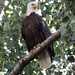 Edward Eagle Photo 5