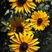 Susan Raybould Photo 1