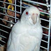 Ernest Rollins Photo 2