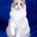 Larry Johnson Photo 6