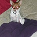 Harold Small Photo 7
