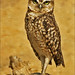 Dawn Lange Photo 10