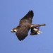 Jessie Crow Photo 5