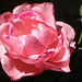Elizabeth Rose Photo 13