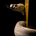 Russell Long Photo 1