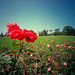 Barbara Rose Photo 12