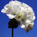 Joy Ingram Photo 6