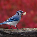 Jay Bush Photo 12