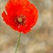 Richard Popp Photo 16