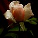 Dani Flowers Photo 8