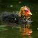 Richard Coots Photo 3