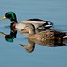 John Mallard Photo 10