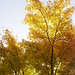 Autumn Ness Photo 4