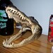 Pete Macdonald Photo 4