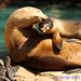 April Seal Photo 1