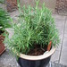 Rosemary Urban Photo 5