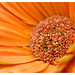 Daisy Vega Photo 11