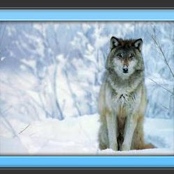 Timber Wolf Photo 15