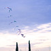 Carlos Osuna Photo 7