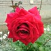Rose Arthur Photo 10