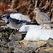 Jay Dove Photo 3