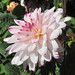 Rose Dahlia Photo 5