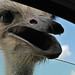 Jeff Ostrich Photo 6