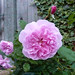 Rose Carr Photo 13