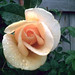 Rose Peterson Photo 1