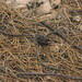 Stacey Brigham Photo 9