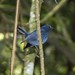 Diana Blue Photo 7