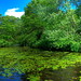 Sunshine Green Photo 9