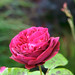 Rose Carr Photo 9