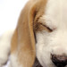 Richard Beagle Photo 12