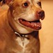 Austin Breed Photo 3