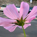 Fiore Custode Photo 5