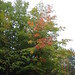 Troy Leaf Photo 2